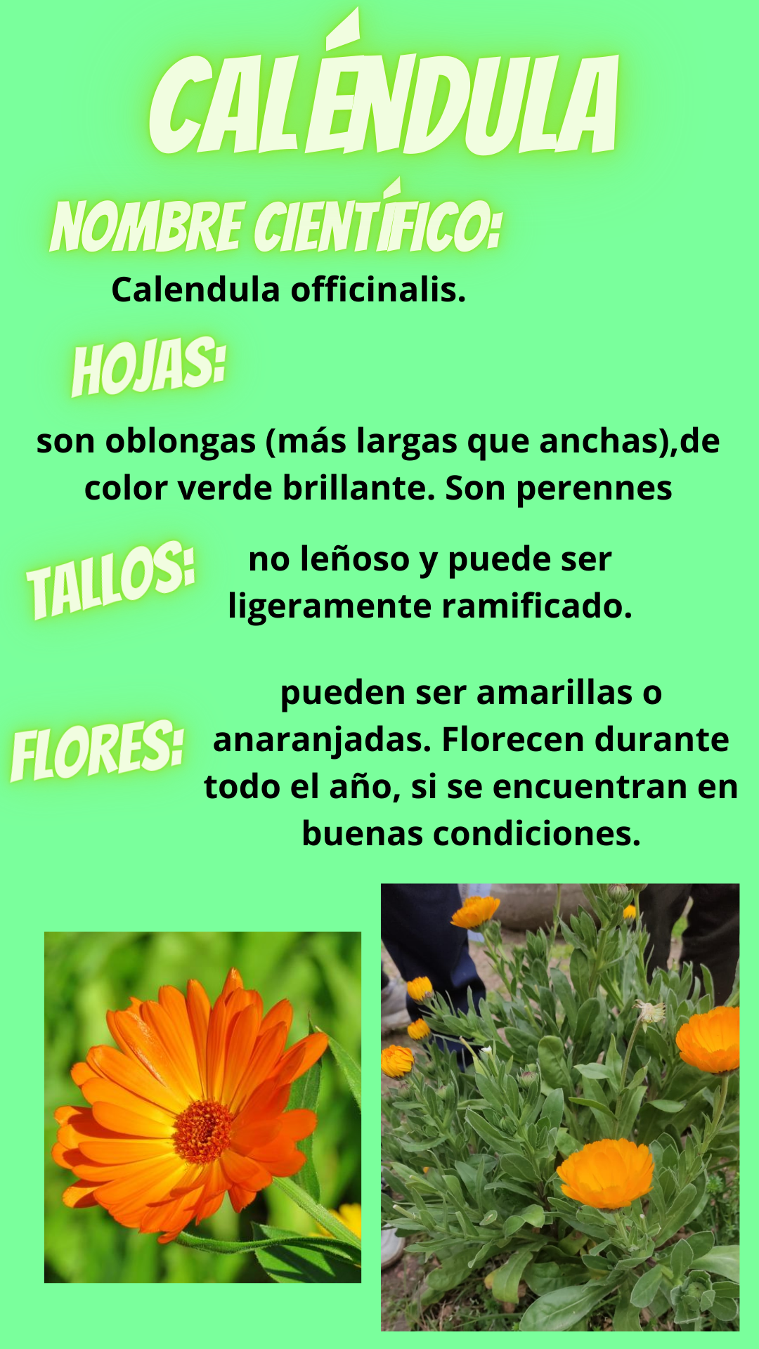 Caléndula 1
